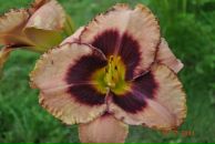 Фотография Линевич Виктории