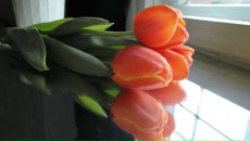 Фотография Доценко Лены