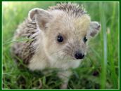 Фотография Минькова Кирилла