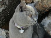 Фотография Рожковой Даурии