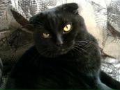 Фотография Ronzhina Viktoria