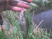 Мішка Тирпак фотография #35 (источник - https://vk.com/id93025430)