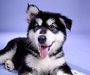 Сашко Остапів фотография #6 (источник - https://vk.com/id163558849)