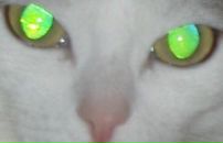 Фотография Чванова Кирилла