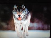 Фотография Сорокиной Александры