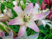 Фотография Нитченко Наташи