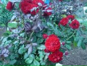 Фотография Близзардов Кирилл