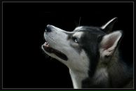 Фотография Дмитриева Ивана