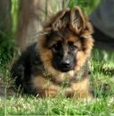 Міша Сабадош фотография #3 (источник - https://vk.com/id171608025)