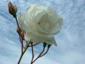 Samir Azzi фотография #19 (источник - https://vk.com/id47794502)