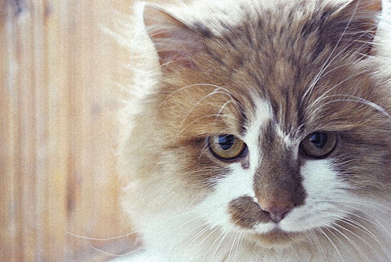 Max Tailord фотография #35