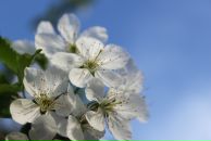 Фотография Костовской Анастасии