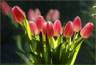 Фотография Токаревой Ольги