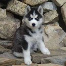 Фотография Дзюбы Павла