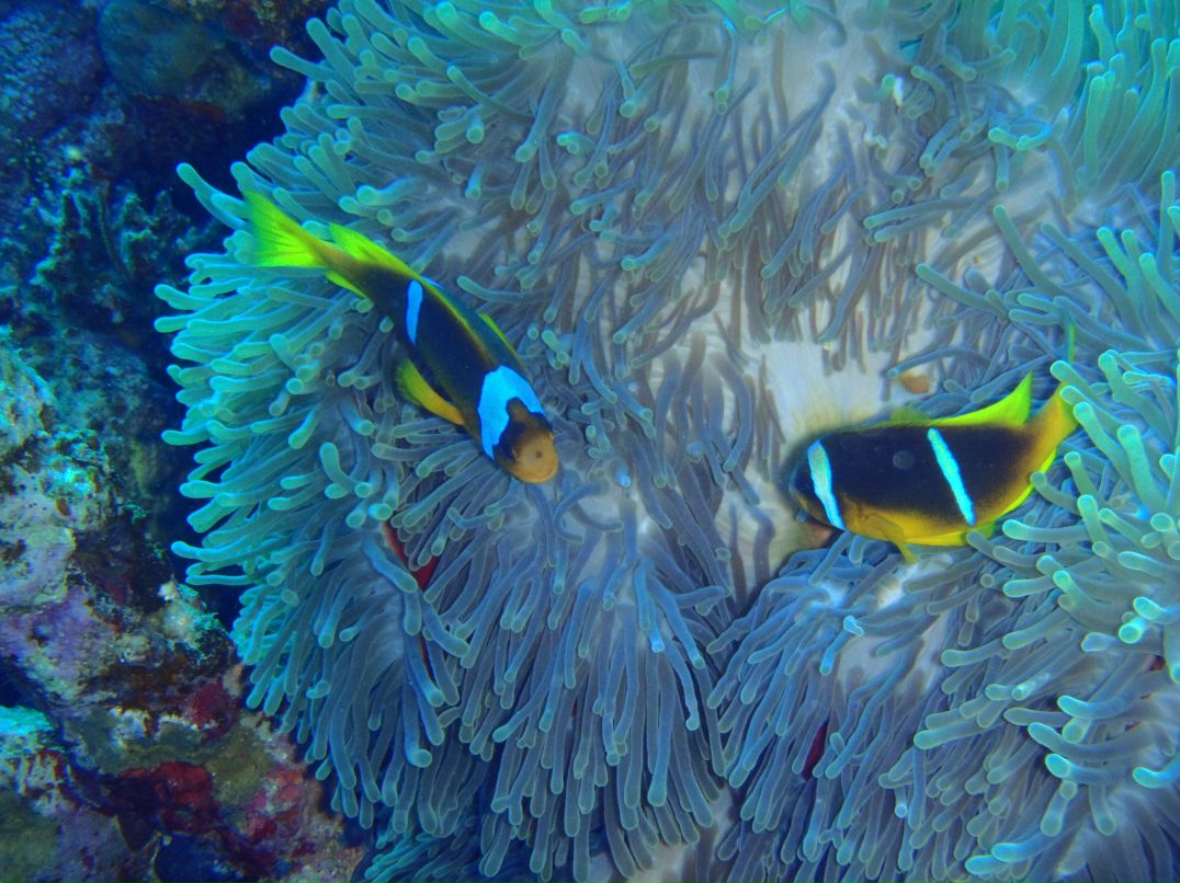 Vit Mi фотография #7