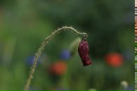 Фотография Павлов Алексей