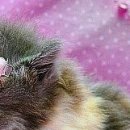 Іванка Зубенко фотография #38 (источник - https://vk.com/id100080283)