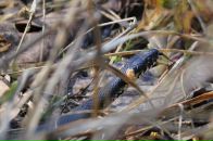 Андрюха Кіптель фотография #19 (источник - https://vk.com/id3545054)