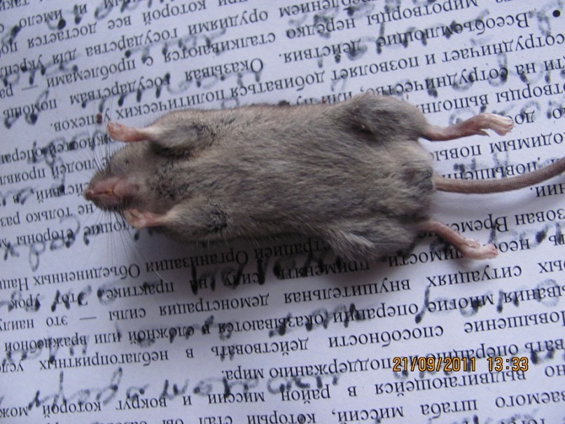 Ольга С фотография #29