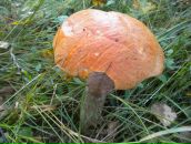 Фотография Манжурина Виктора