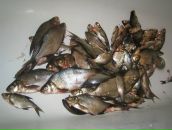 Дмитрий Карцев фотография #28 (источник - https://vk.com/id1531047)