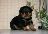 Пєтя Попсуйко фотография #34 (источник - https://vk.com/id58661152)