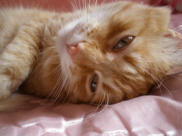 Red Kat фото №4