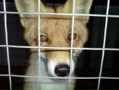 Фотография Lancer Free