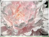 Фотография Днепровской Елены