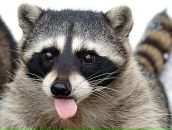 Фотография Свинаренко Сани