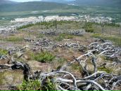 Дмитрий Тарасенко фотография #18 (источник - https://vk.com/id276015)