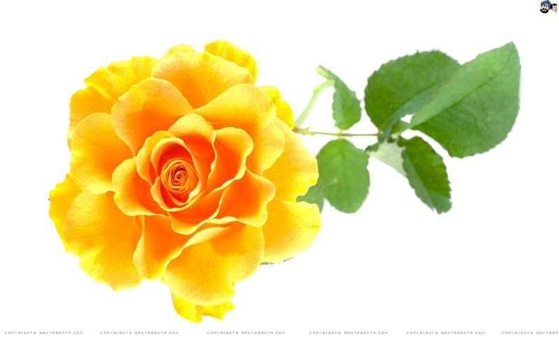 Ramesh Sharma фотография #31