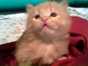 Фотография Белогруд Олеси