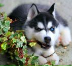 Фотография Мицхайтиса Игоря