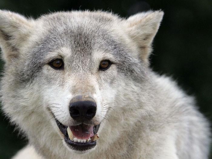 Олег Шекера фотография #36