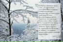 Фотография Кошеваровой-Шибановой Екатерины