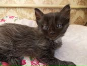 Ксения Васенкова фотография #21 (источник - https://vk.com/id3094640)