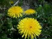 Сергій Гурінчук фотография #32 (источник - https://vk.com/id12433093)