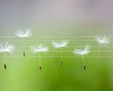 Юлія Сімонова фотография #37 (источник - https://vk.com/id72768767)