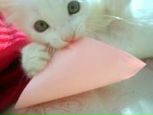 Фотография Гарулько Олеси