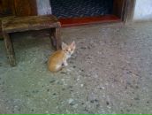 Bella Radenoviћ фотография #20 (источник - https://vk.com/id39098)