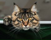 Фотография Ермолаевой Алисы