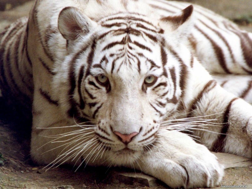 Симба Супер-Лев фотография #5