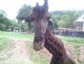 Фотография Аравака Алексея