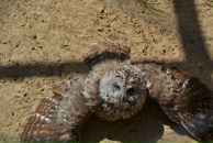 Фотография Лиленковой Светланы