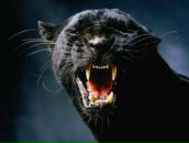 Фотография Лебедевой Кристины