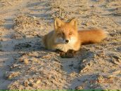 Алла Логашенко фотография #24 (источник - https://vk.com/id2165940)