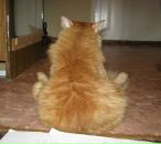 Фотография Осиповой-Проценко Анютки