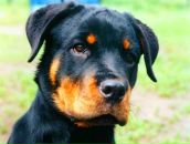 Фотография Метлина Анна