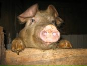 Фотография Соболева Андрея